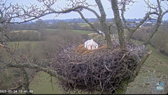 2025-03-24 22_55_09-Knepp White Stork nest camera - YouTube - Maxthon.png