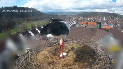 2025-03-24 22_59_44-Glattfelder Storchencam - YouTube - Maxthon.png