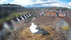 2025-03-24 22_59_49-Glattfelder Storchencam - YouTube - Maxthon.png