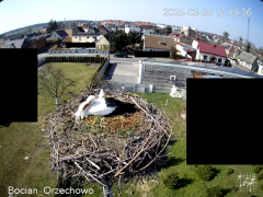 2025-03-25 20_38_31-Bocian Wojtek i jego rodzinka z Orzechowa - Żerkowsko-Czeszewski Park Krajobrazo.png