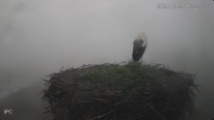 2025-03-25 12_20_14-Bociany - Raszków - YouTube - Maxthon.png