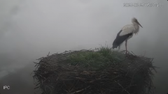 2025-03-25 12_20_19-Bociany - Raszków - YouTube - Maxthon.png