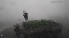 2025-03-25 12_20_30-Bociany - Raszków - YouTube - Maxthon.png