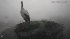 2025-03-25 12_20_34-Bociany - Raszków - YouTube - Maxthon.png