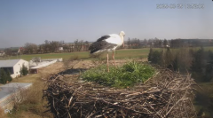 2025-03-25 21_33_07-Bociany - Raszków - YouTube - Maxthon.png