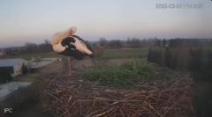2025-03-25 21_33_44-Bociany - Raszków - YouTube - Maxthon.png