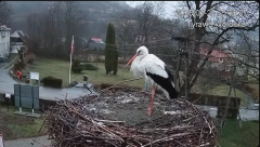 2025-03-25 12_13_24-Tyrawa Wołoska - gniazdo bocianie - YouTube - Maxthon.png