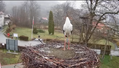 2025-03-25 12_14_47-Tyrawa Wołoska - gniazdo bocianie - YouTube - Maxthon.png
