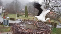 2025-03-25 12_16_49-Tyrawa Wołoska - gniazdo bocianie - YouTube - Maxthon.png