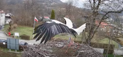2025-03-25 21_55_28-Tyrawa Wołoska - gniazdo bocianie - YouTube - Maxthon.png