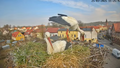 2025-03-25 22_19_50-Bociany Białe Polanów - gniazdo na żywo Sezon 2025 _ Pollnow White Stork - nest .png