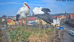 2025-03-25 22_20_00-Bociany Białe Polanów - gniazdo na żywo Sezon 2025 _ Pollnow White Stork - nest .png