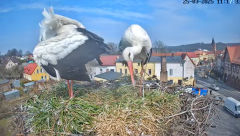2025-03-25 22_20_13-Bociany Białe Polanów - gniazdo na żywo Sezon 2025 _ Pollnow White Stork - nest .png