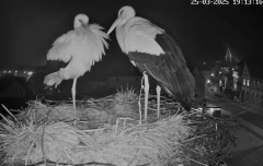 2025-03-25 22_24_45-Bociany Białe Polanów - gniazdo na żywo Sezon 2025 _ Pollnow White Stork - nest .png