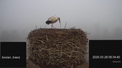 2025-03-26 18_14_26-Bociany Biecz - YouTube - Maxthon.png