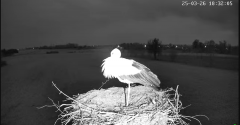 2025-03-26 19_56_15-Gniazdo bocianie w Czemiernikach, pow. radzyński, Lubelszczyzna - YouTube - Maxt.png