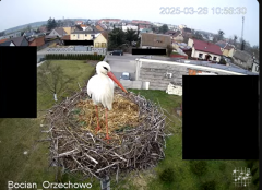 2025-03-26 20_02_22-Bocian Wojtek i jego rodzinka z Orzechowa - Żerkowsko-Czeszewski Park Krajobrazo.png