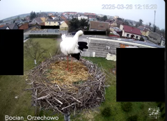 2025-03-26 20_02_37-Bocian Wojtek i jego rodzinka z Orzechowa - Żerkowsko-Czeszewski Park Krajobrazo.png