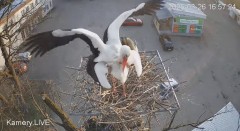 IMG_0533.jpeg