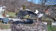 2025-03-26 22_15_56-Tyrawa Wołoska - gniazdo bocianie - YouTube - Maxthon.png