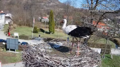2025-03-26 22_16_06-Tyrawa Wołoska - gniazdo bocianie - YouTube - Maxthon.png