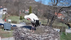 2025-03-26 22_16_25-Tyrawa Wołoska - gniazdo bocianie - YouTube - Maxthon.png