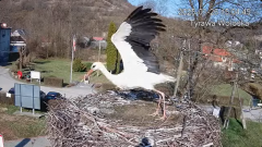 2025-03-26 22_17_28-Tyrawa Wołoska - gniazdo bocianie - YouTube - Maxthon.png