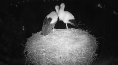 IMG_1216.jpeg