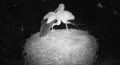IMG_1217.jpeg