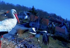 IMG_1266.jpeg