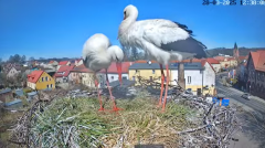 2025-03-28 22_52_02-Bociany Białe Polanów - gniazdo na żywo Sezon 2025 _ Pollnow White Stork - nest .png