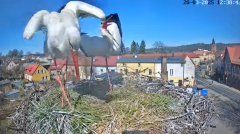 2025-03-28 22_52_36-Bociany Białe Polanów - gniazdo na żywo Sezon 2025 _ Pollnow White Stork - nest .png