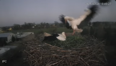 2025-03-28 23_16_43-Bociany - Raszków - YouTube - Maxthon.png