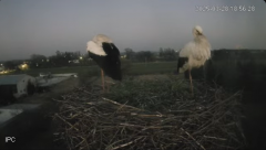 2025-03-28 23_16_57-Bociany - Raszków - YouTube - Maxthon.png
