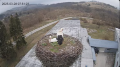 2025-03-28 23_20_44-[stimotion.pl] Bociany w Rzepedzi - YouTube - Maxthon.png