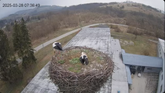 2025-03-28 23_21_01-[stimotion.pl] Bociany w Rzepedzi - YouTube - Maxthon.png