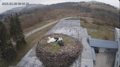 2025-03-28 23_21_26-[stimotion.pl] Bociany w Rzepedzi - YouTube - Maxthon.png