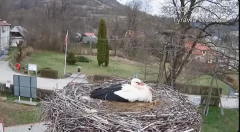 2025-03-28 23_34_32-Tyrawa Wołoska - gniazdo bocianie - YouTube - Maxthon.png