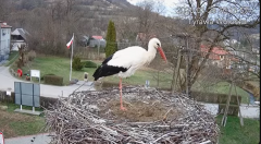2025-03-28 23_35_11-Tyrawa Wołoska - gniazdo bocianie - YouTube - Maxthon.png