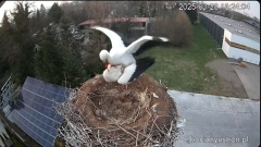 2025-03-28 23_39_45-Bociany Ustroń - transmisja na żywo - YouTube - Maxthon.png