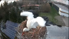 2025-03-28 23_39_57-Bociany Ustroń - transmisja na żywo - YouTube - Maxthon.png