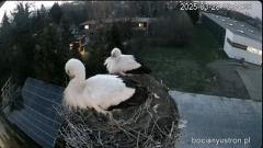 2025-03-28 23_40_09-Bociany Ustroń - transmisja na żywo - YouTube - Maxthon.png