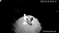 2025-03-28 23_40_24-Bociany Ustroń - transmisja na żywo - YouTube - Maxthon.png