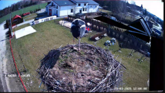 2025-03-29 14_59_27-GNIAZDO BOCIANIE PRZY OSP ŻELECHÓW - YouTube - Maxthon.png