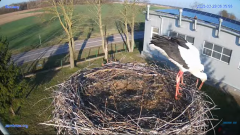 2025-03-29 15_12_12-#Gniazdo #Bocian #nażywo #nature #kamera #Zambrow #WhiteStork #nest #ptaki #pola.png