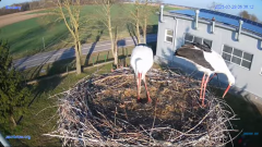 2025-03-29 15_12_25-#Gniazdo #Bocian #nażywo #nature #kamera #Zambrow #WhiteStork #nest #ptaki #pola.png