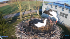 2025-03-29 15_12_35-#Gniazdo #Bocian #nażywo #nature #kamera #Zambrow #WhiteStork #nest #ptaki #pola.png