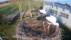 2025-03-29 15_12_56-#Gniazdo #Bocian #nażywo #nature #kamera #Zambrow #WhiteStork #nest #ptaki #pola.png