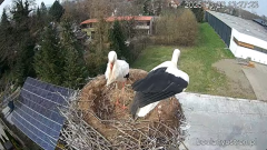 2025-03-29 15_16_47-Bociany Ustroń - transmisja na żywo - YouTube - Maxthon.png