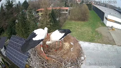 2025-03-29 15_19_45-Bociany Ustroń - transmisja na żywo - YouTube - Maxthon.png